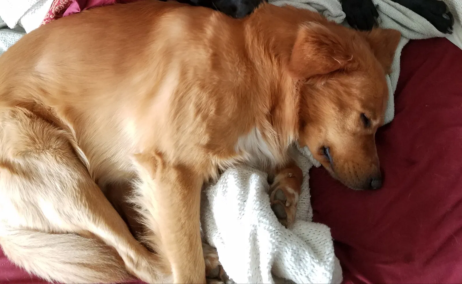 Lost dog in Redding, CA, 96001