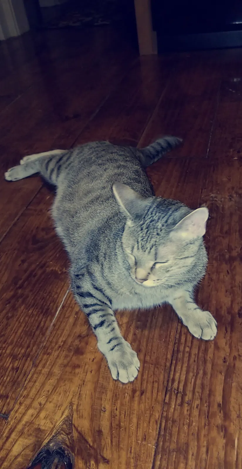 Lost cat in Hanover, PA, 17331