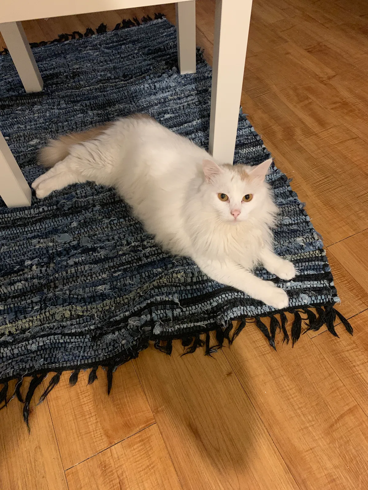 Lost cat in San Marcos, TX, 78666