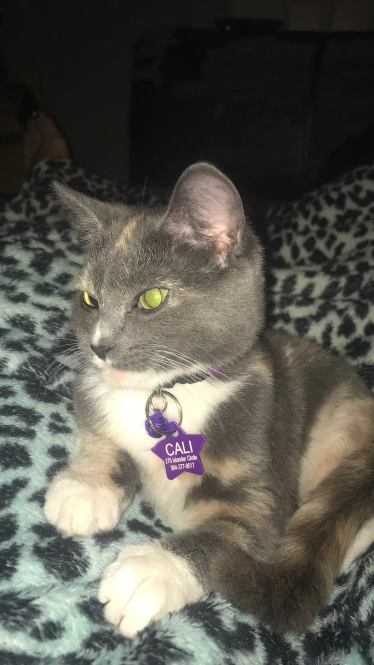 Lost cat in Saint Augustine, FL, 32080