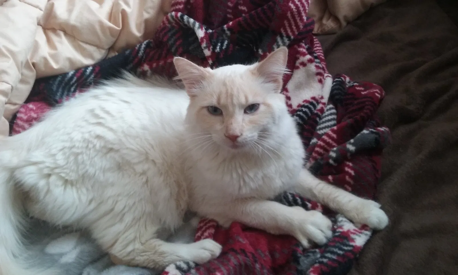 Lost cat in Bentleyville, PA, 15314