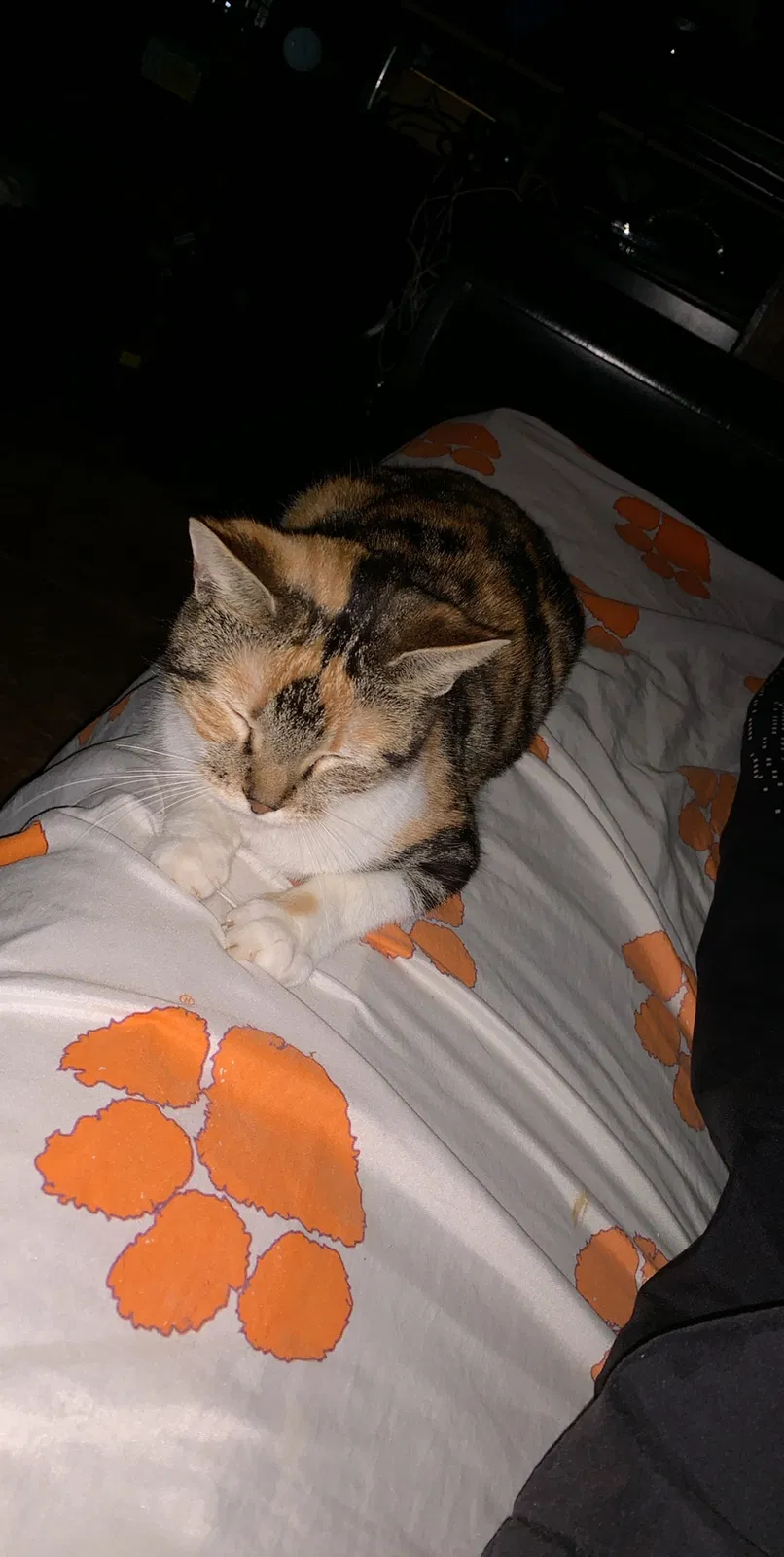 Lost cat in Simpsonville, SC, 29680