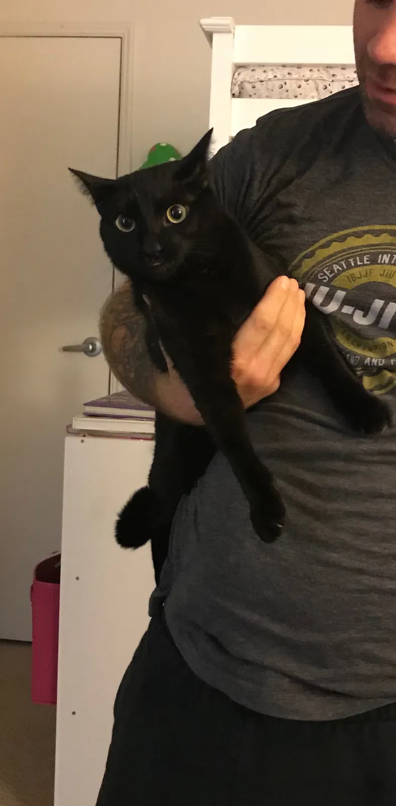 Lost cat in Redmond, WA, 98052