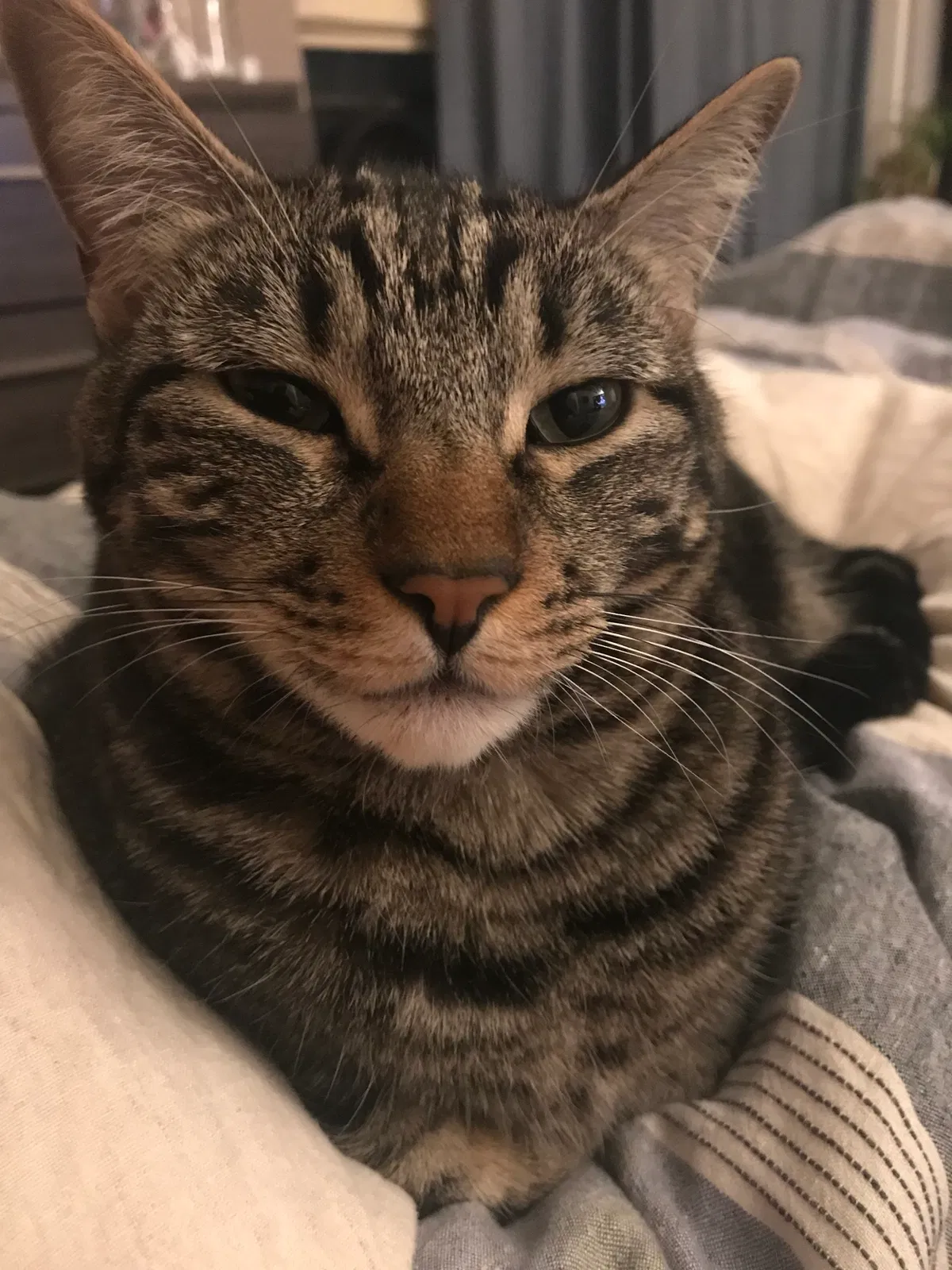 Lost cat in Walnut Creek, CA, 94597