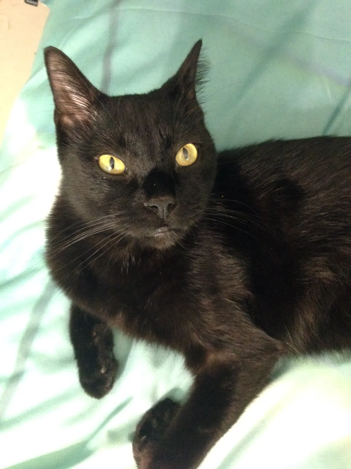 Lost cat in Woodbridge, VA, 22192
