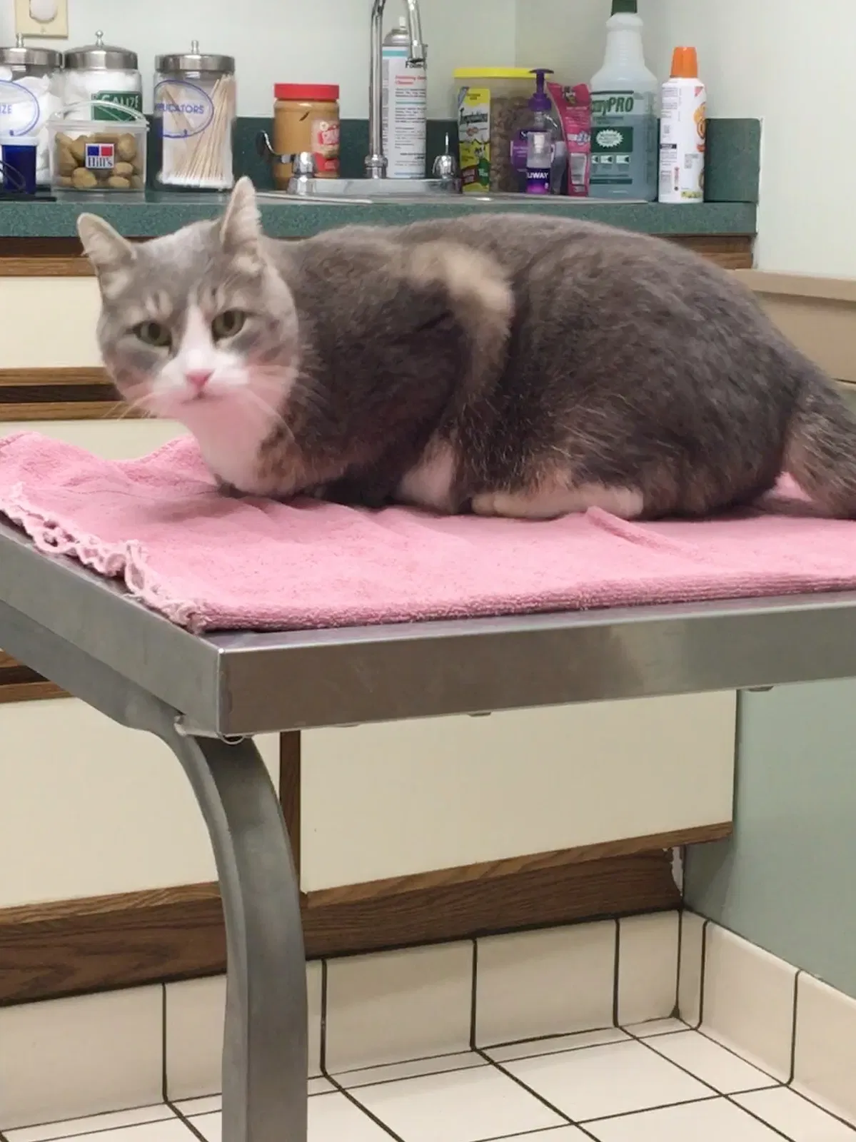 Lost cat in Pottstown, PA, 19465