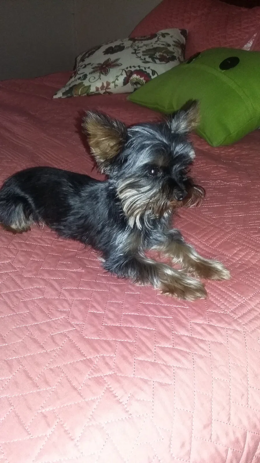 Lost dog in San Angelo, TX, 76903