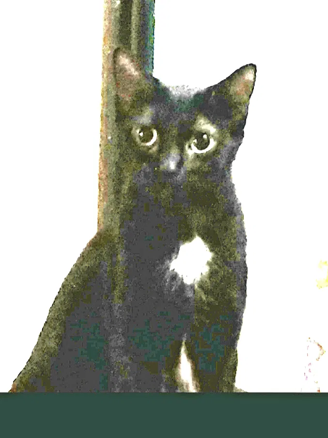 Lost cat in Burlington, NC, 27215