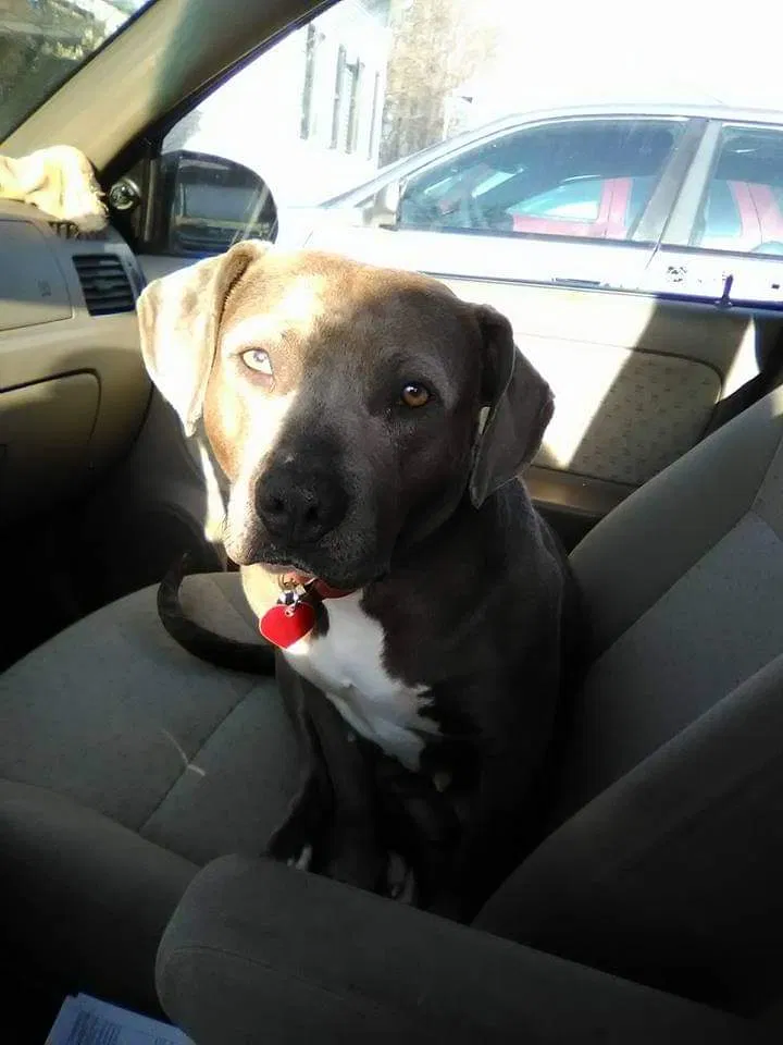 Lost dog in Midland, MI, 48640