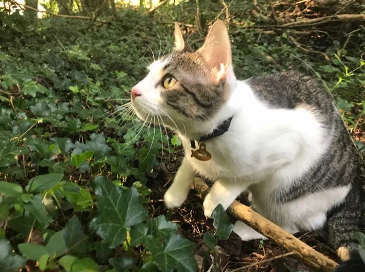 Lost cat in Statesville, NC, 28677