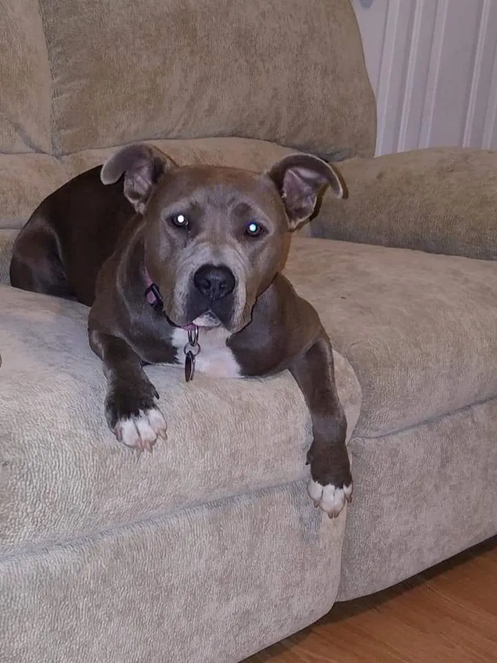 Lost dog in Bessemer, AL, 35022