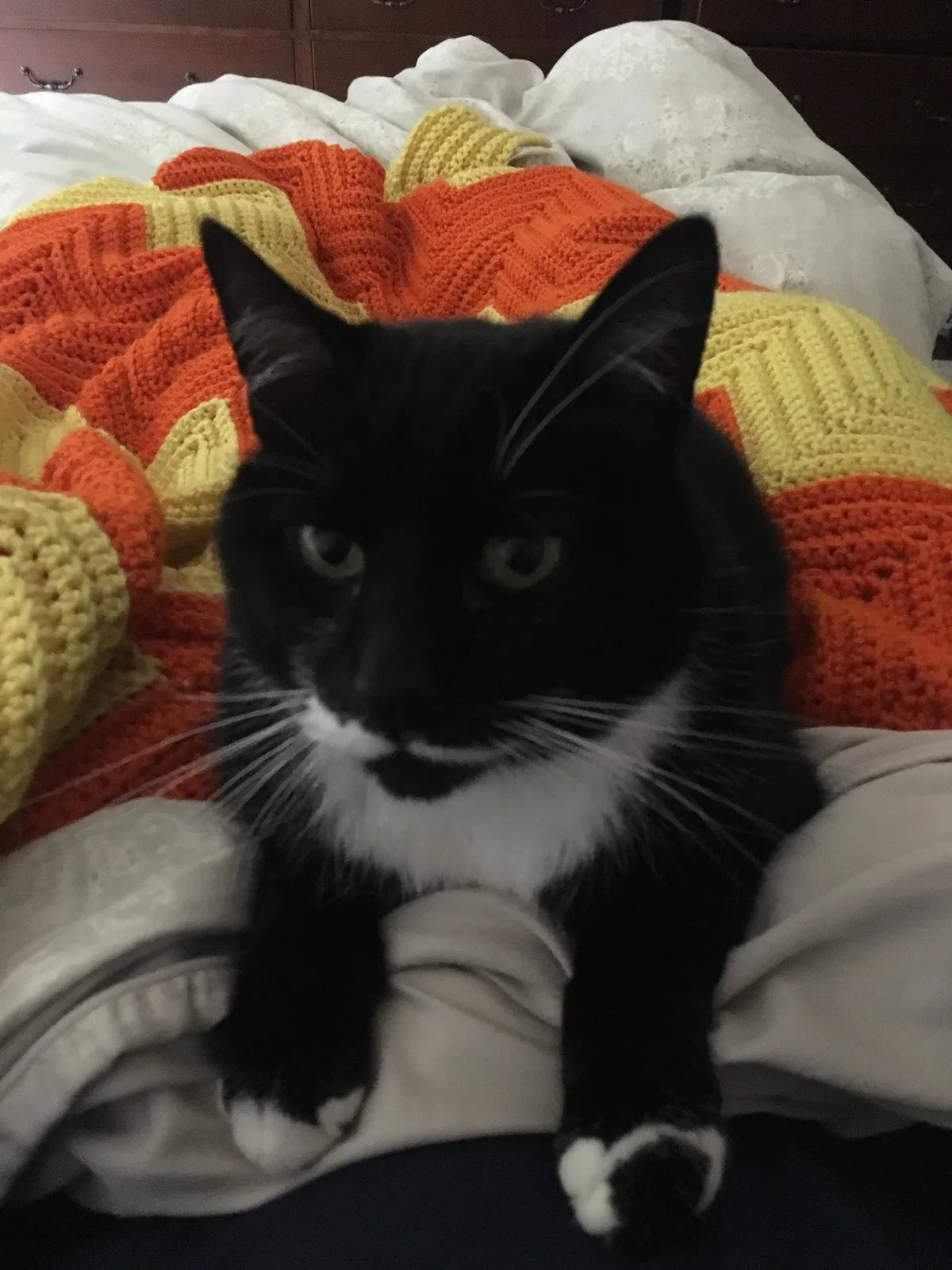 Lost cat in Danville, CA, 94526