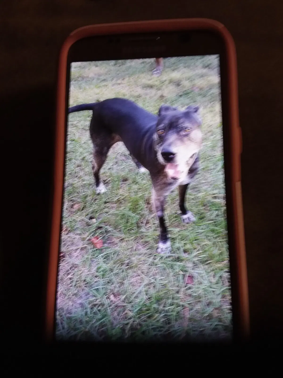 Lost dog in Jacksonville, FL, 32256