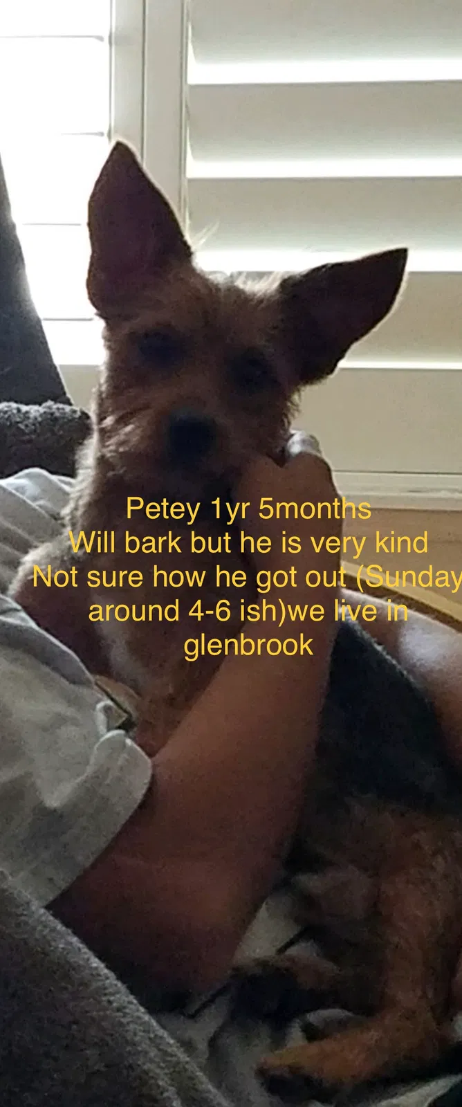Lost dog in Brea, CA, 92821
