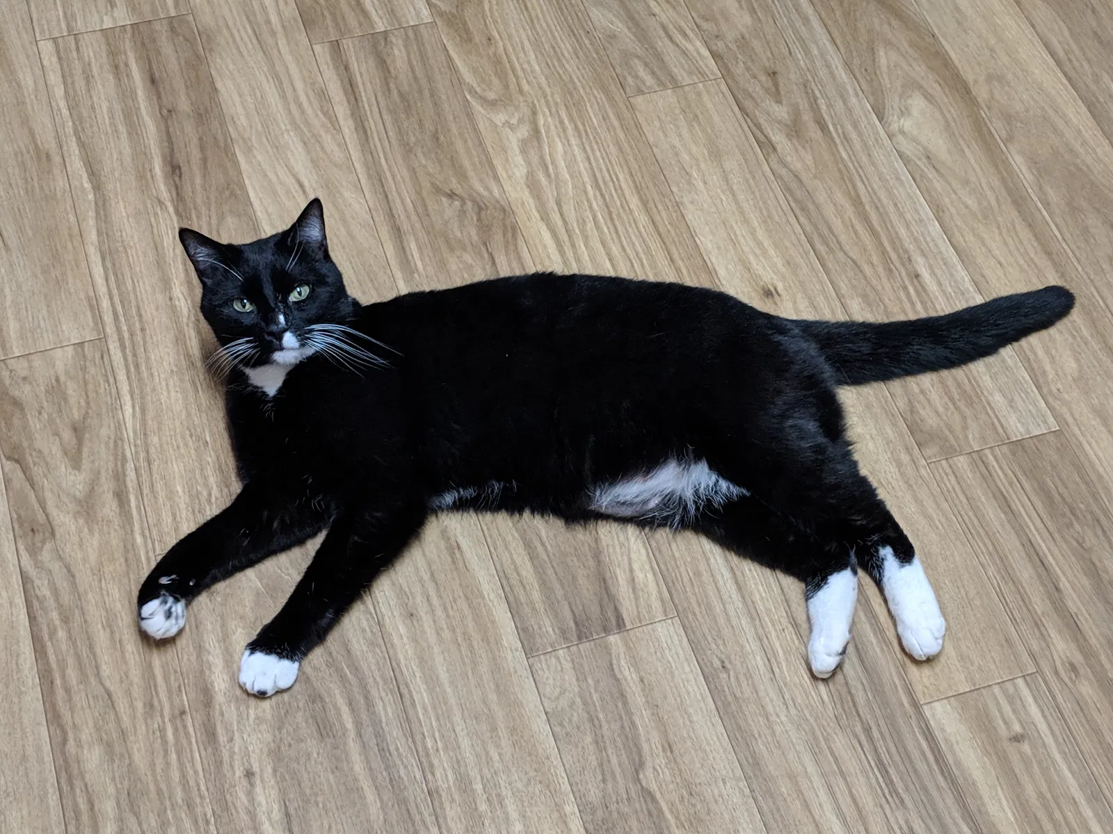 Found cat in Columbia, SC, 29212