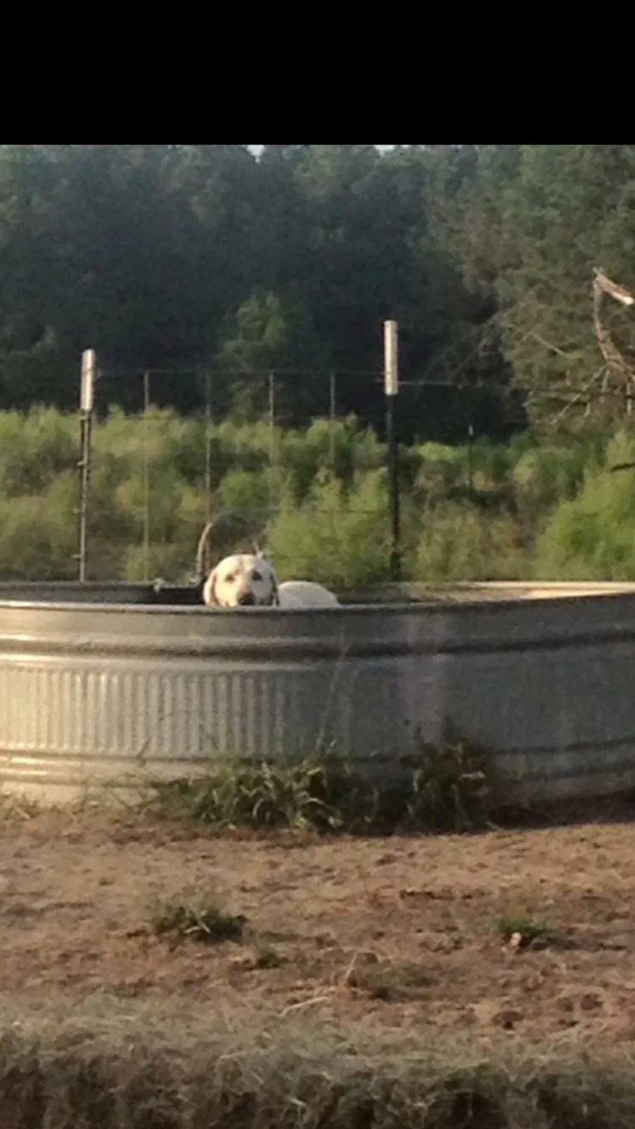 Lost dog in Tylertown, MS, 39667