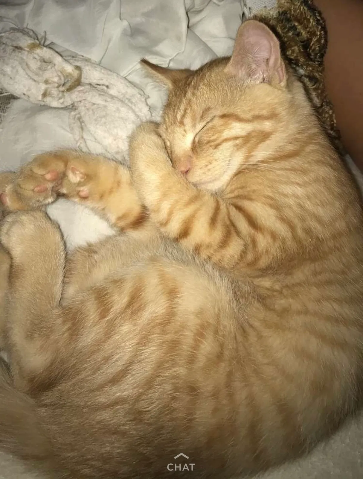 Lost cat in Redding, CA, 96003