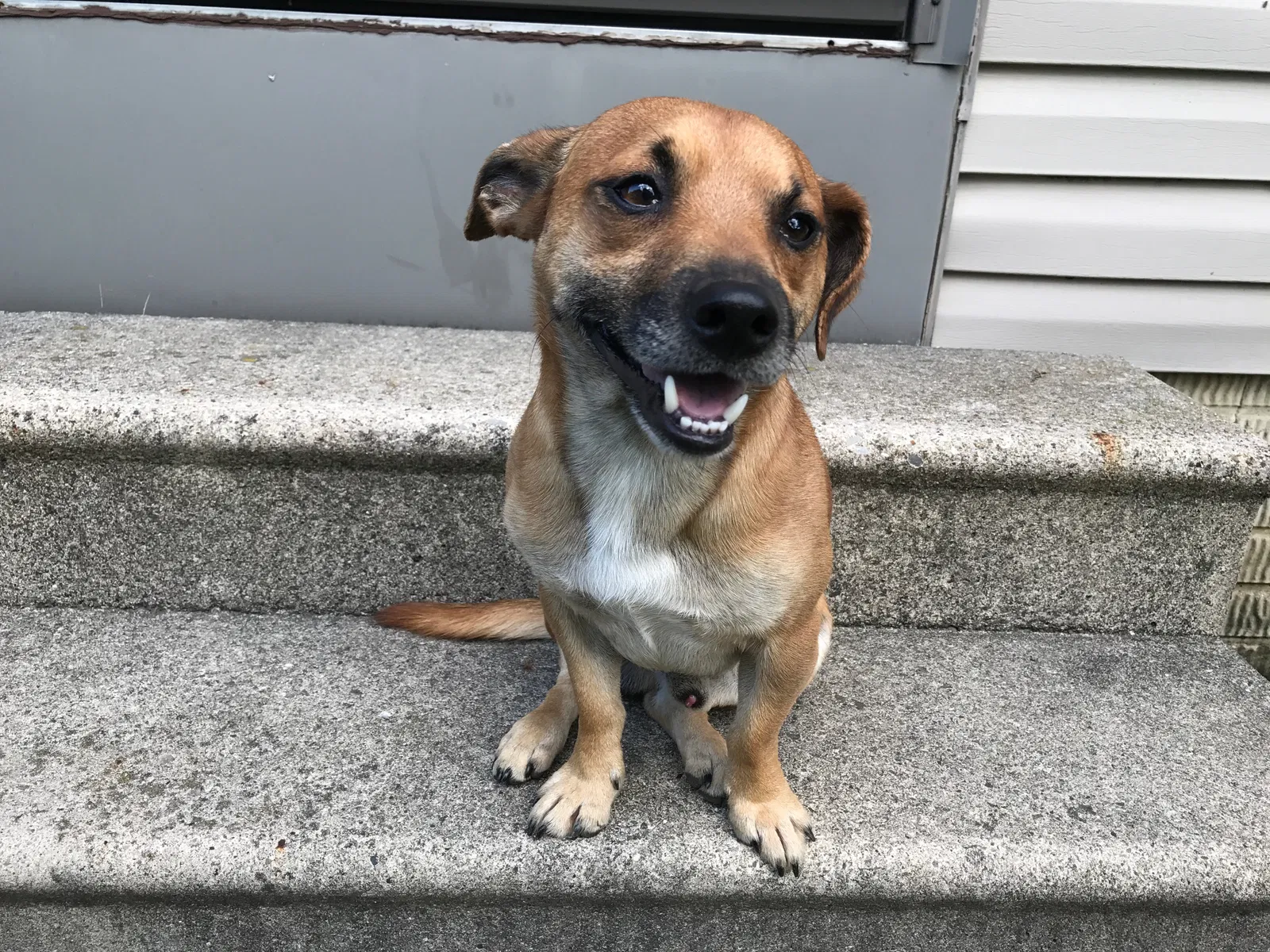 Lost dog in Shipshewana, IN, 46565