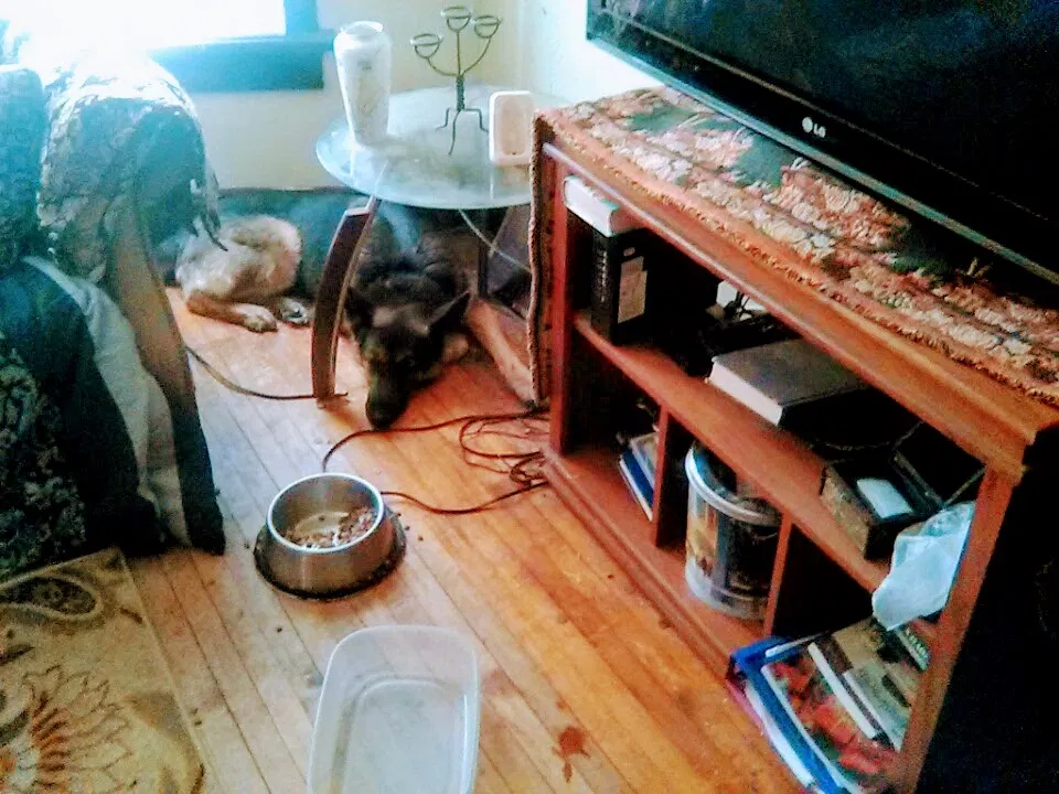 Lost dog in Milwaukee, WI, 53206
