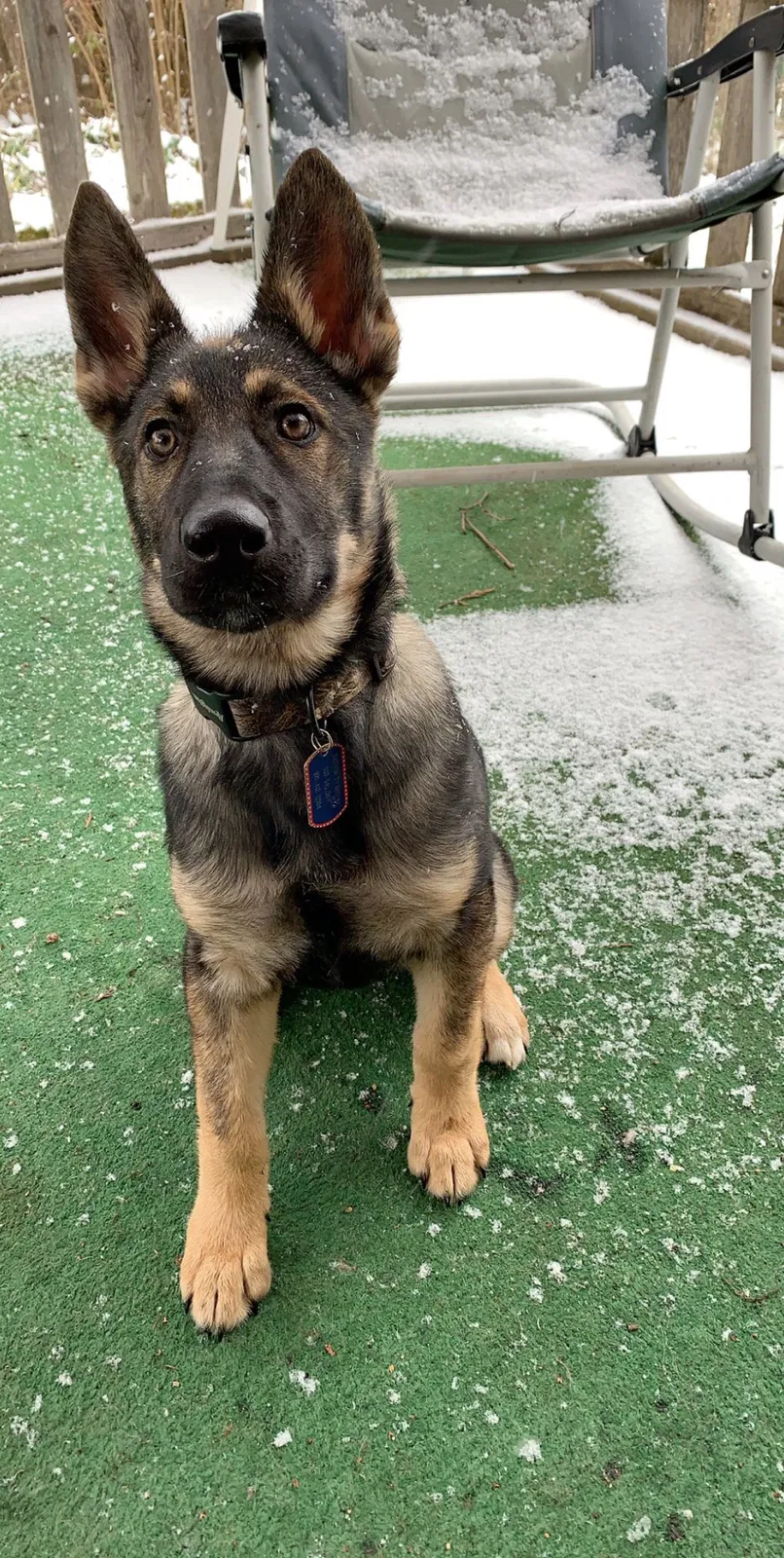 Lost dog in Portland, OR, 97267