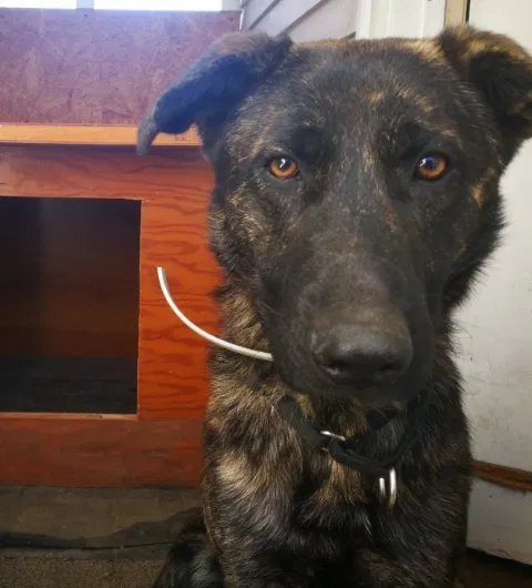 Lost dog in Little Rock, AR, 72209