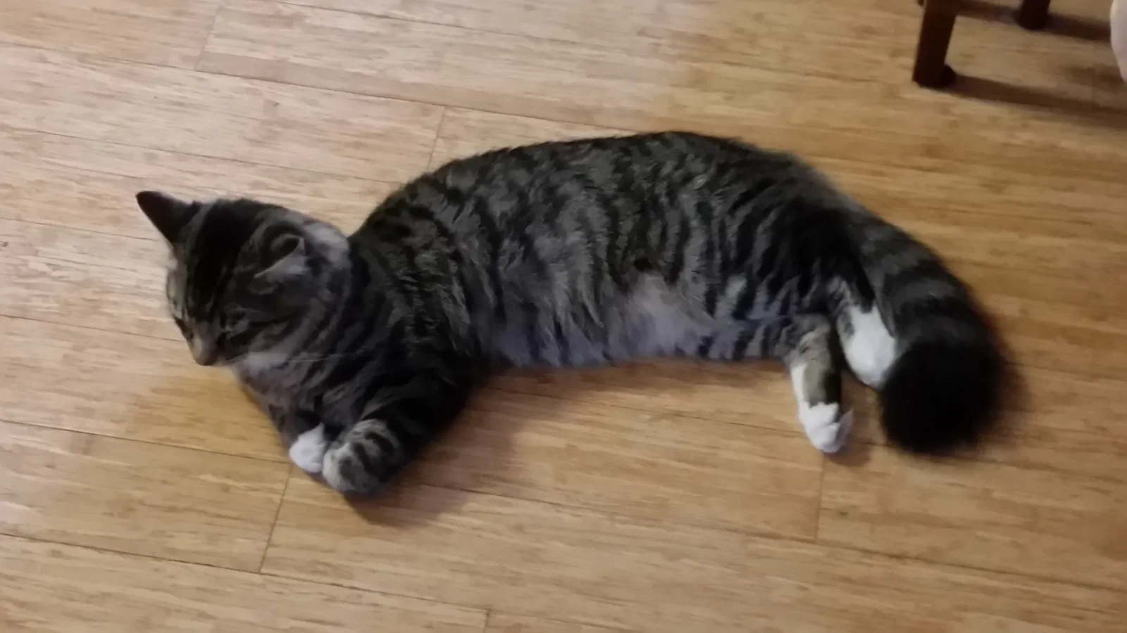 Lost cat in Lanexa, VA, 23089