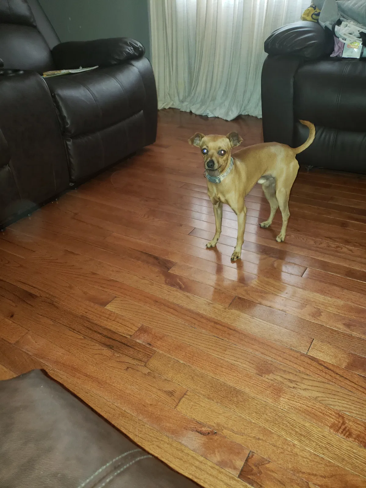 Lost dog in Commerce City, CO, 80022