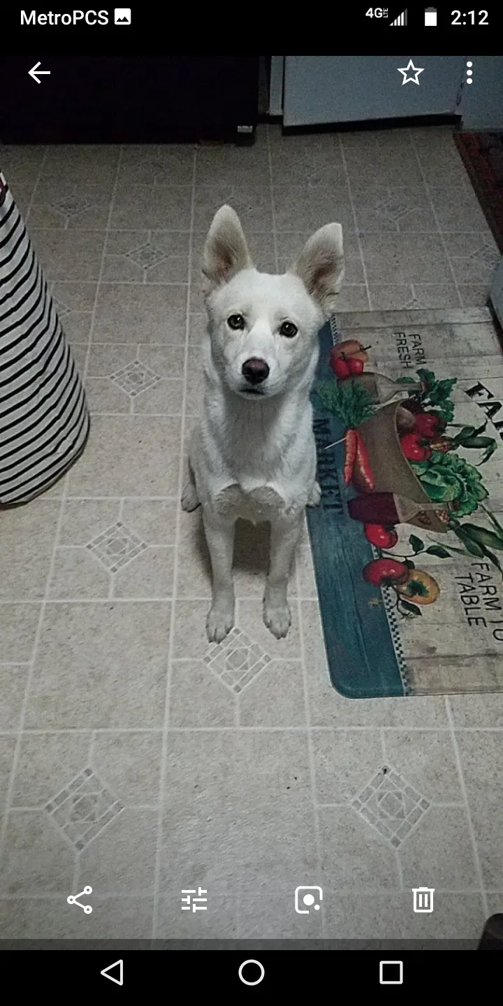 Lost dog in Norwalk, CA, 90650