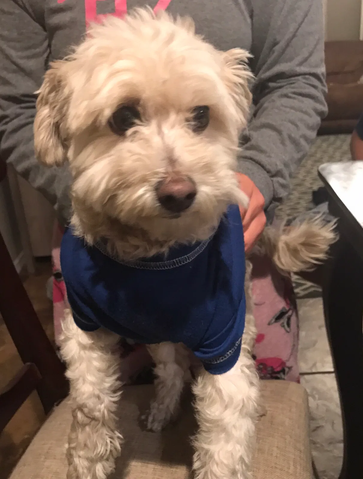 Lost dog in Mesa, AZ, 85206