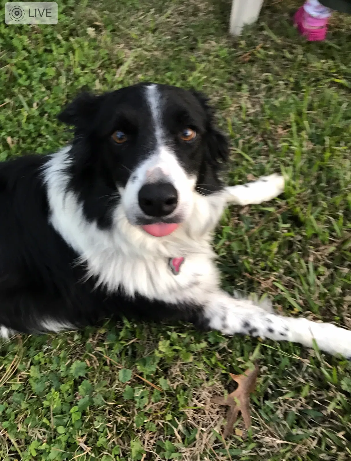 Lost dog in Magnolia, TX, 77355