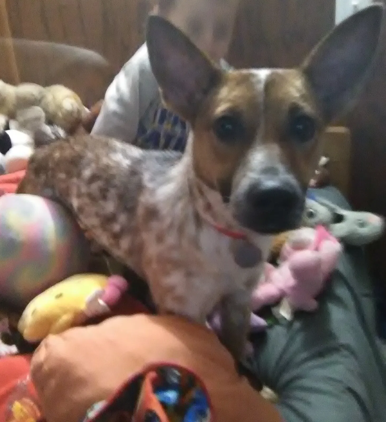 Lost dog in North Brunswick, NJ, 8902