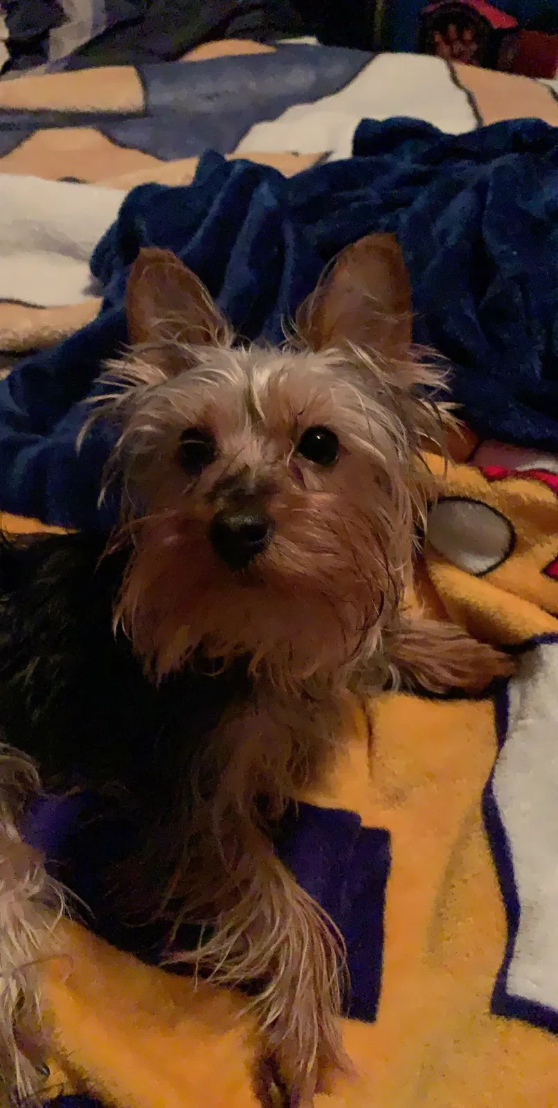 Lost dog in Trenton, NJ, 8611