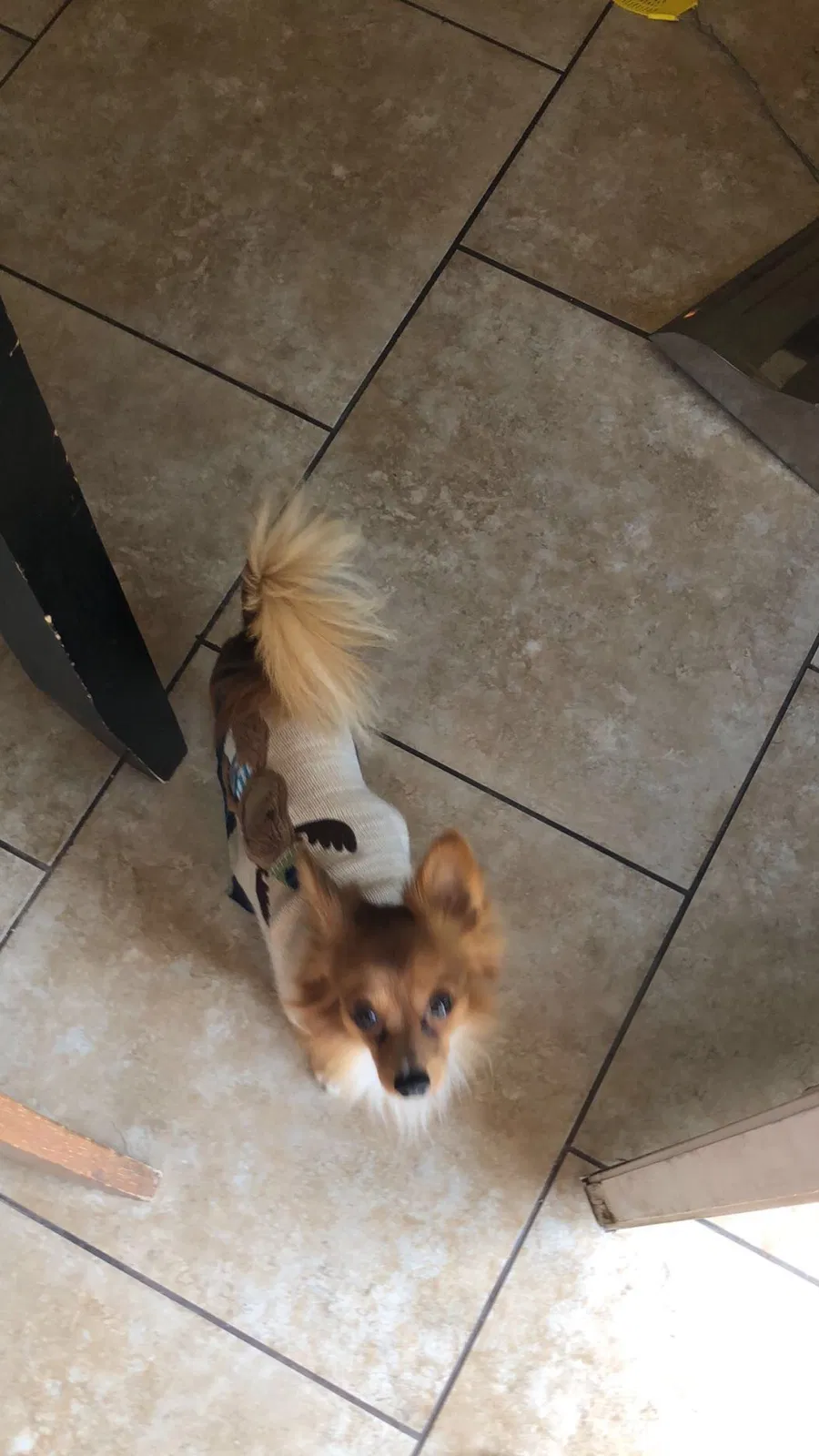 Lost dog in Goodyear, AZ, 85338