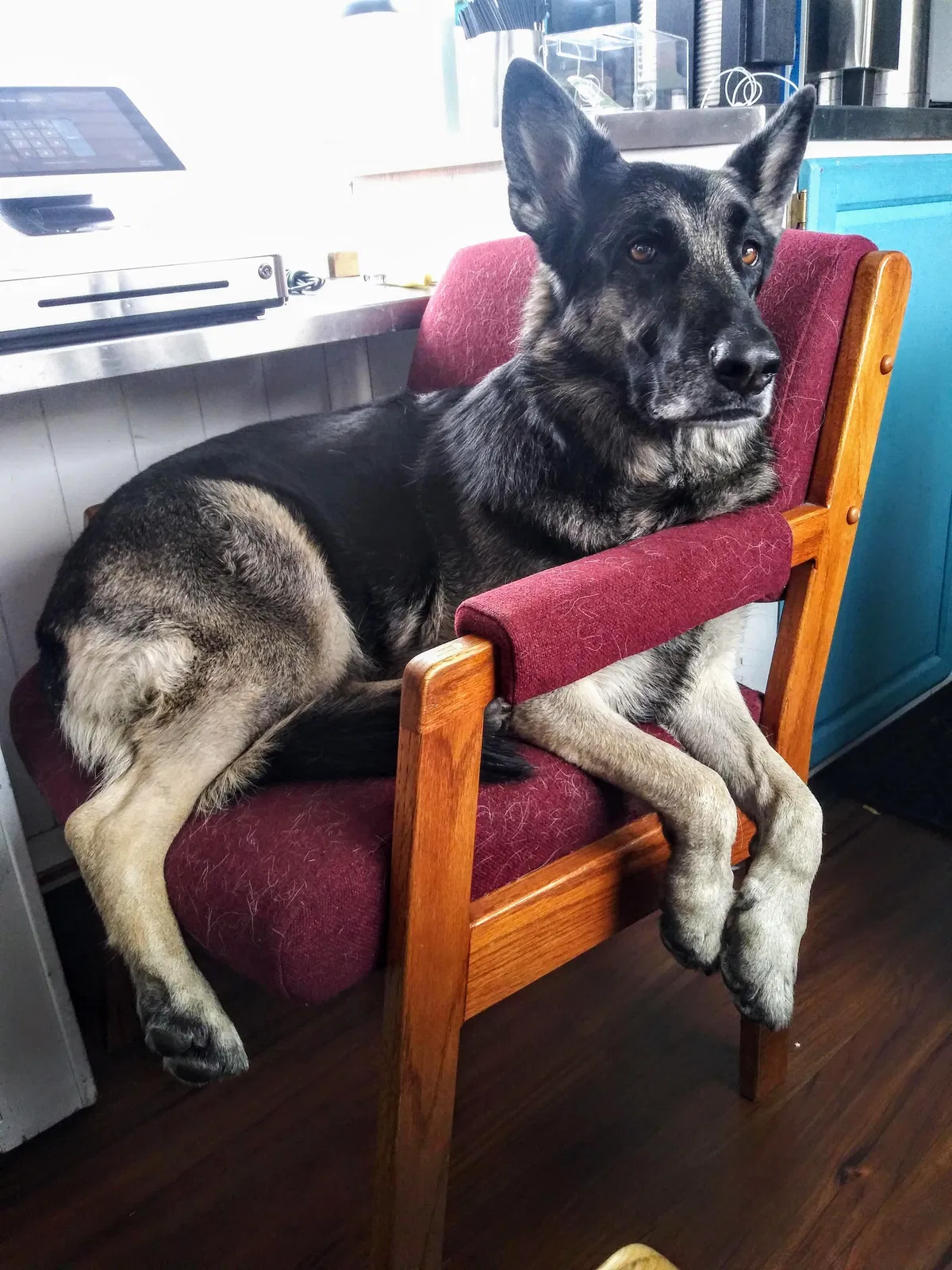 Lost dog in Colorado Springs, CO, 80903