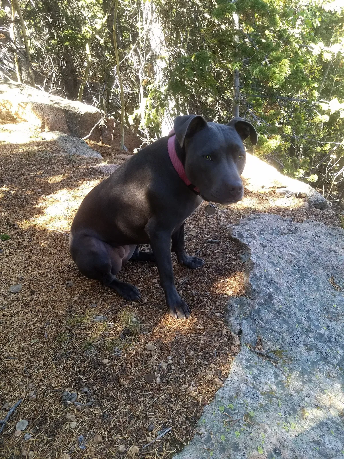 Lost dog in Colorado Springs, CO, 80910