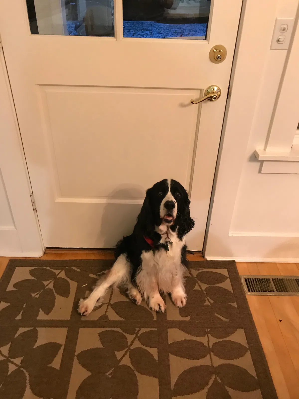 Lost dog in Tacoma, WA, 98403