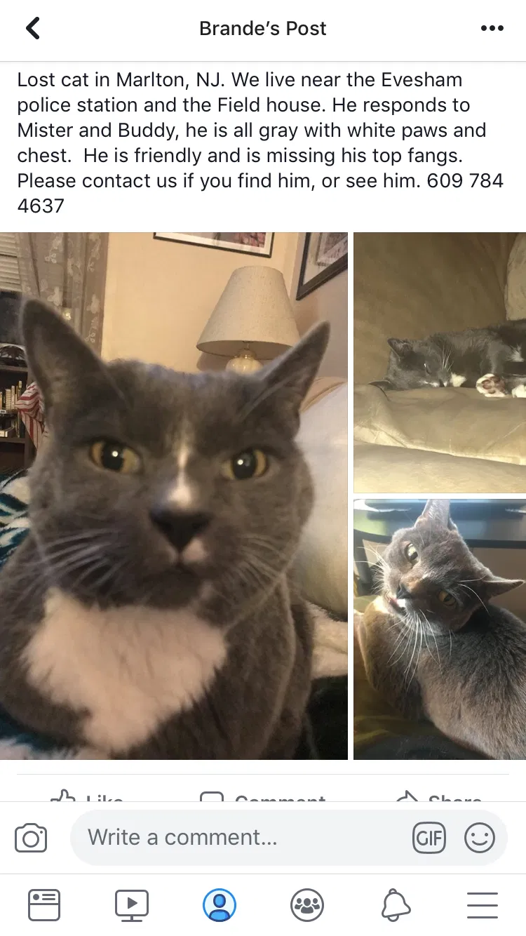 Lost cat in Marlton, NJ, 8053