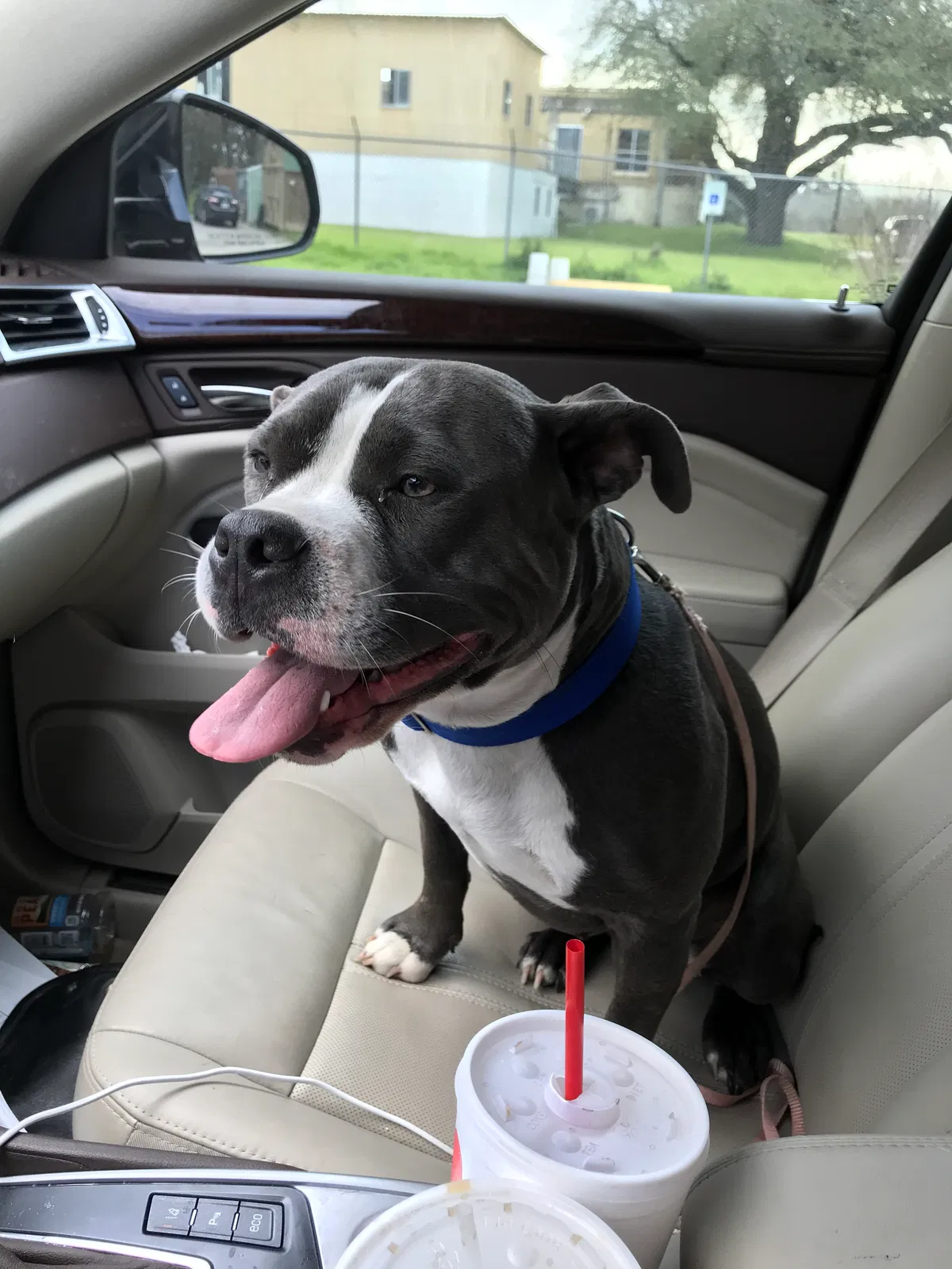 Lost dog in Cedar Creek, TX, 78612