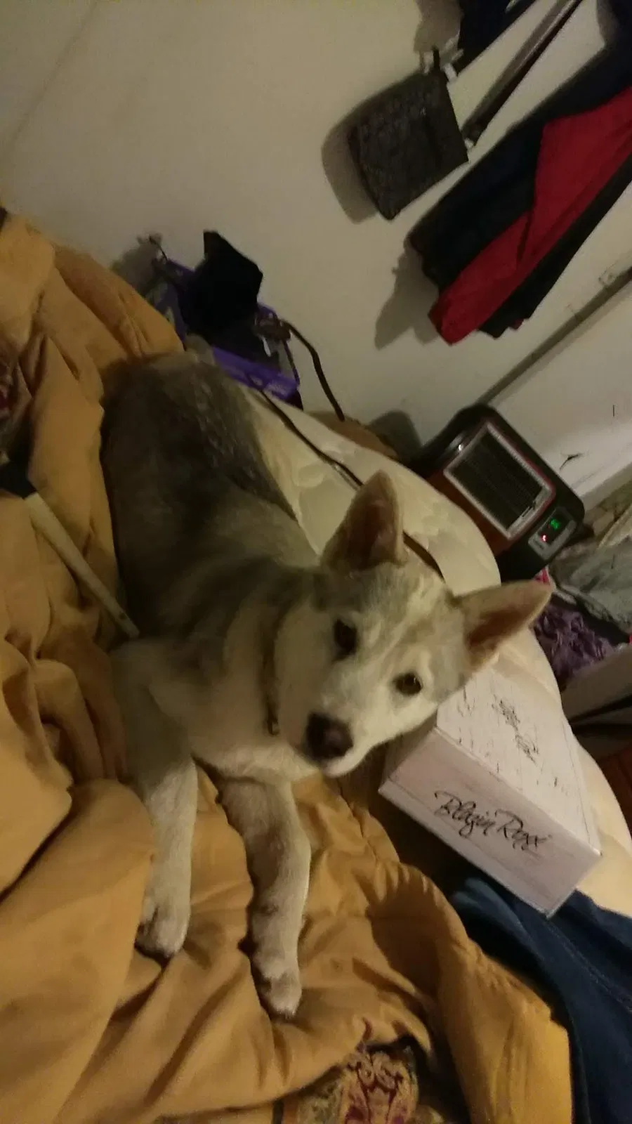 Lost dog in Skiatook, OK, 74070