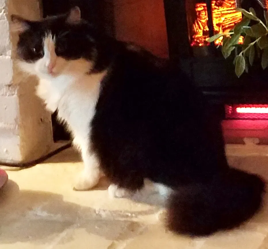 Lost cat in Johnson City, TN, 37604