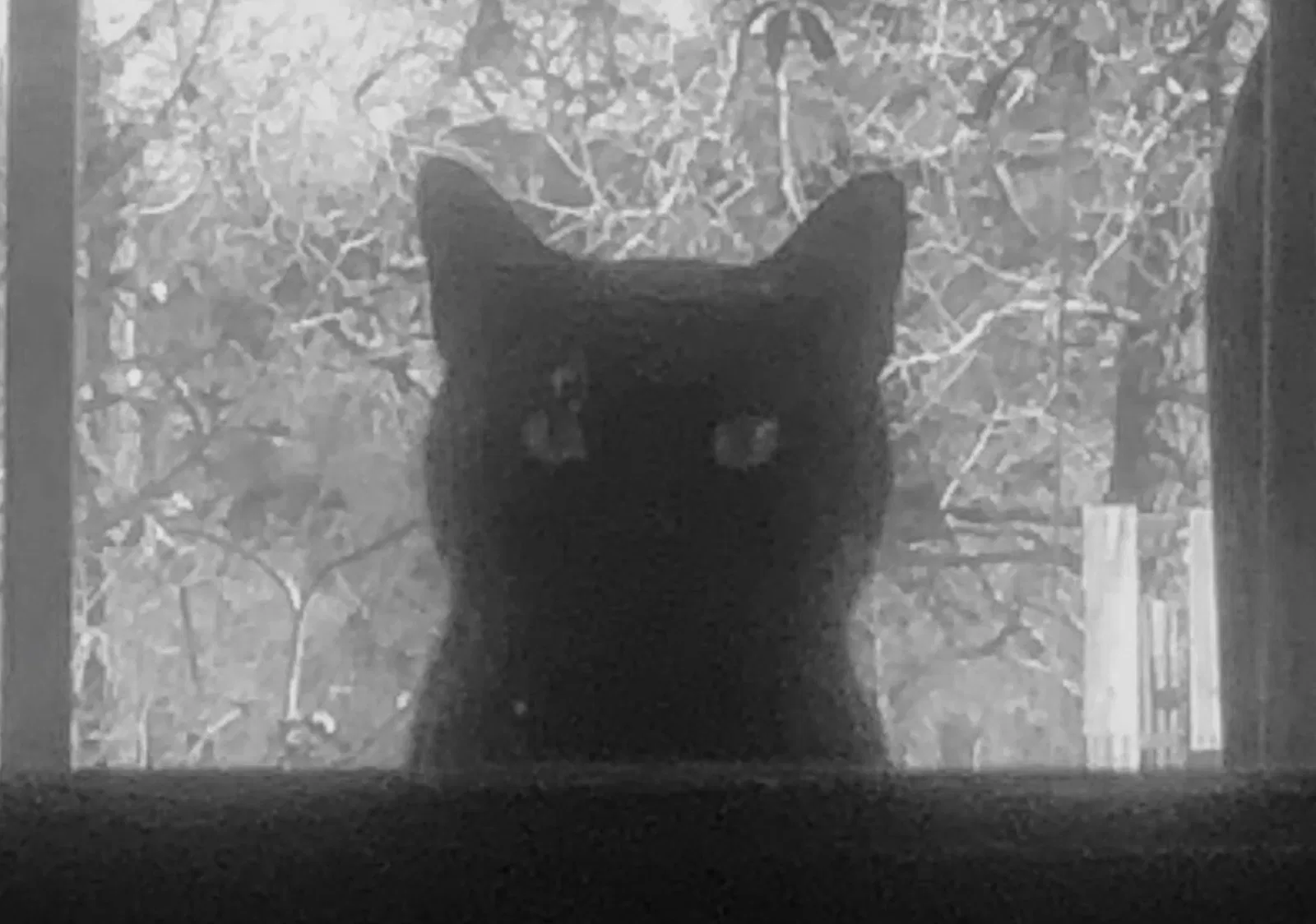 Lost cat in Homosassa, FL, 34446