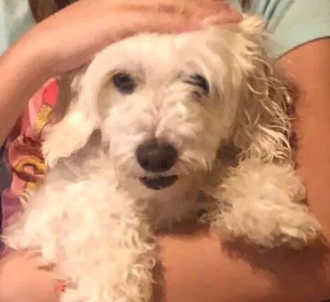 Lost dog in Killeen, TX, 76543