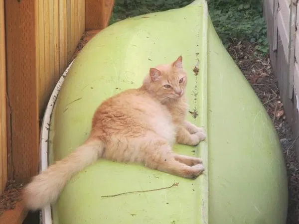 Lost cat in Blaine, WA, 98230