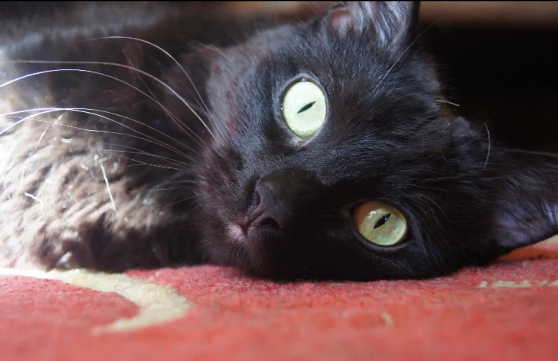 Lost cat in Plano, TX, 75023