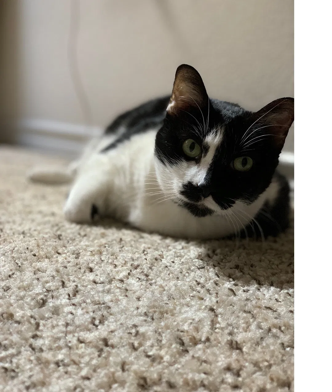 Lost cat in Fort Worth, TX, 76116
