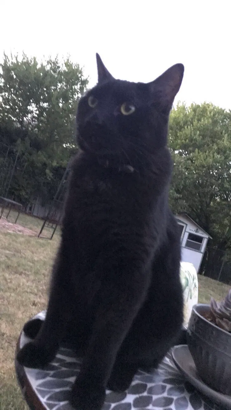 Lost cat in Grand Prairie, TX, 75052