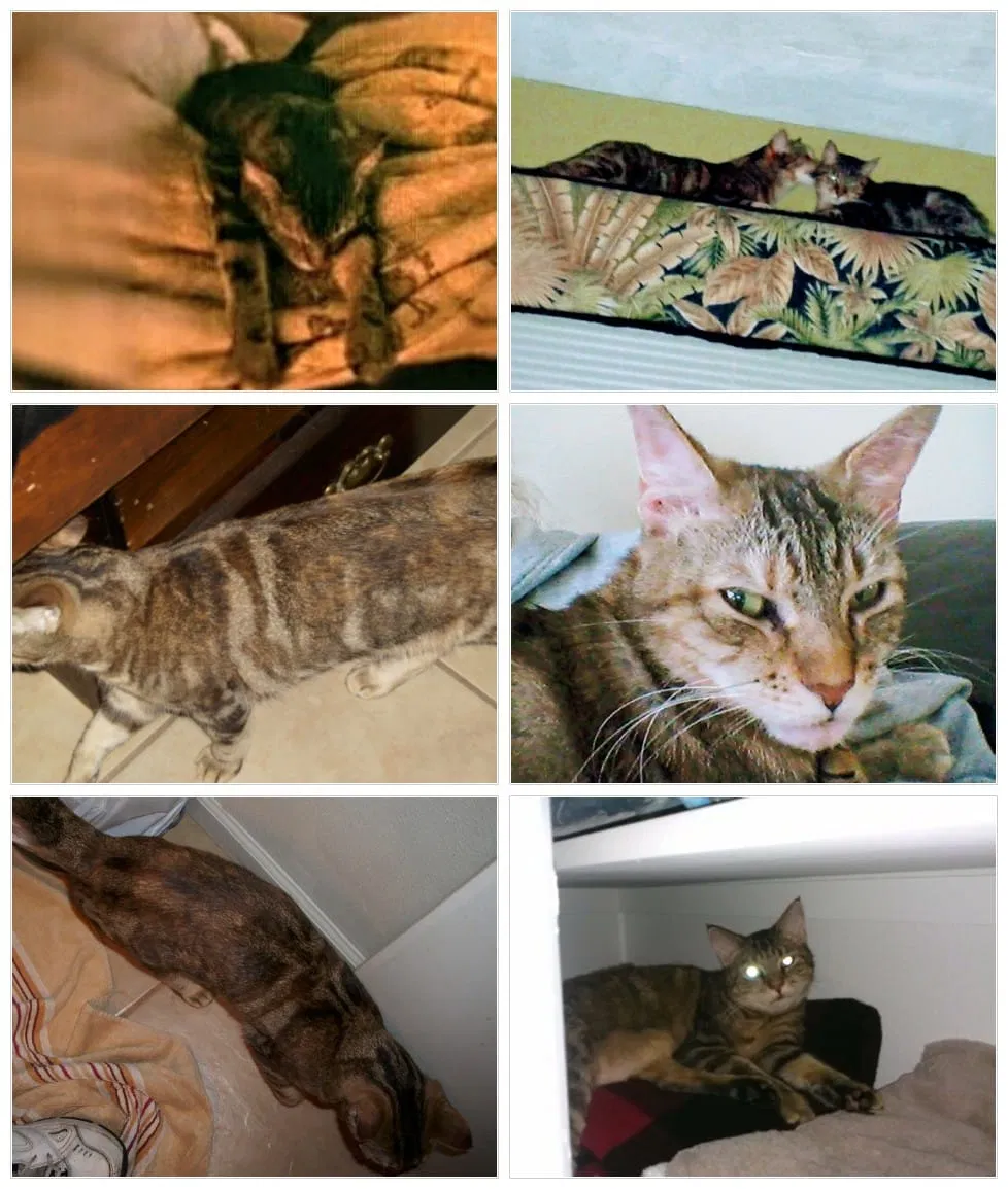 Lost cat in Palm Bay, FL, 32905