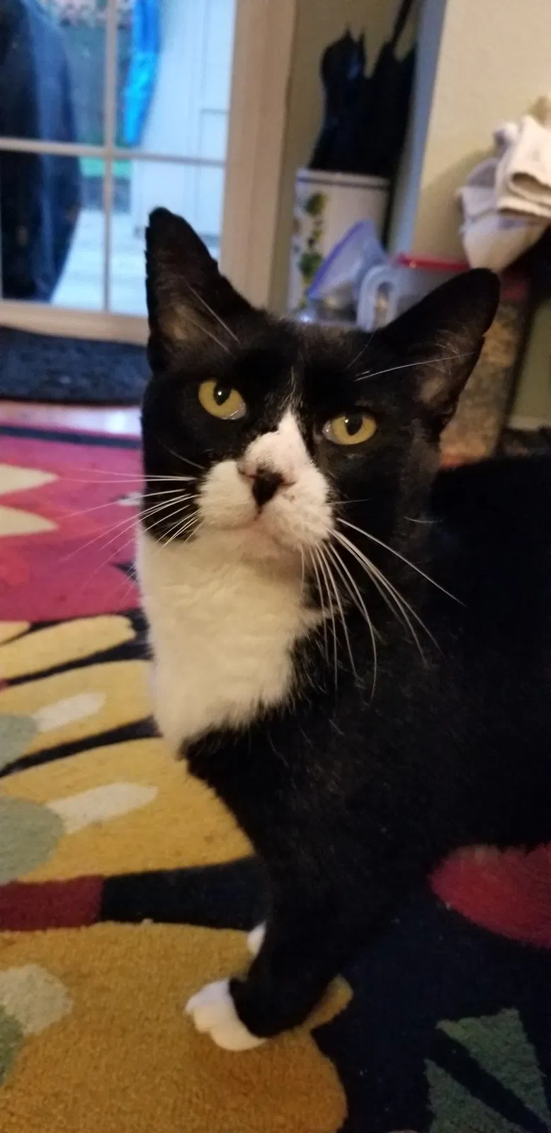 Lost cat in Austin, TX, 78758