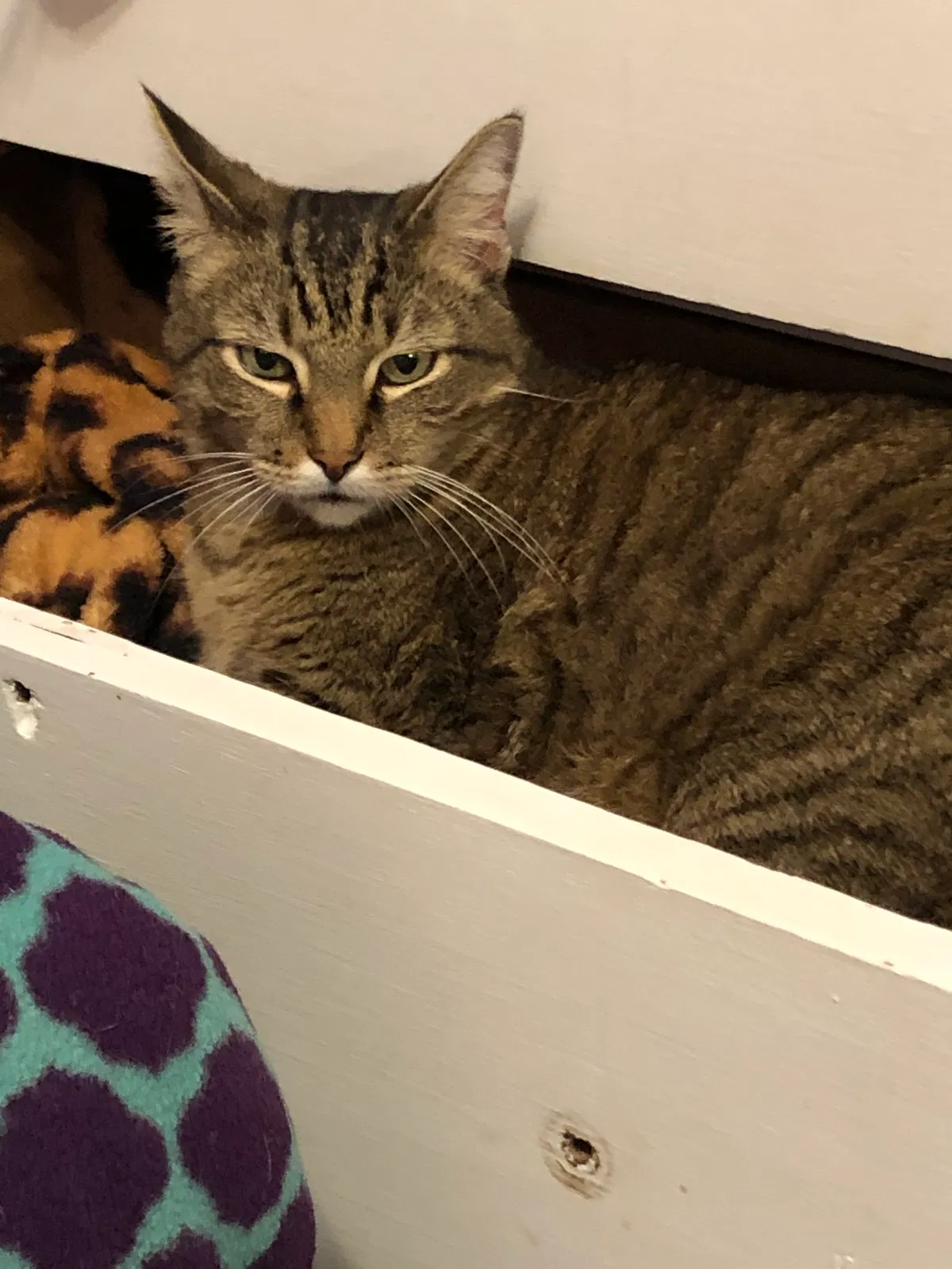 Lost cat in Jacksonville, NC, 28540