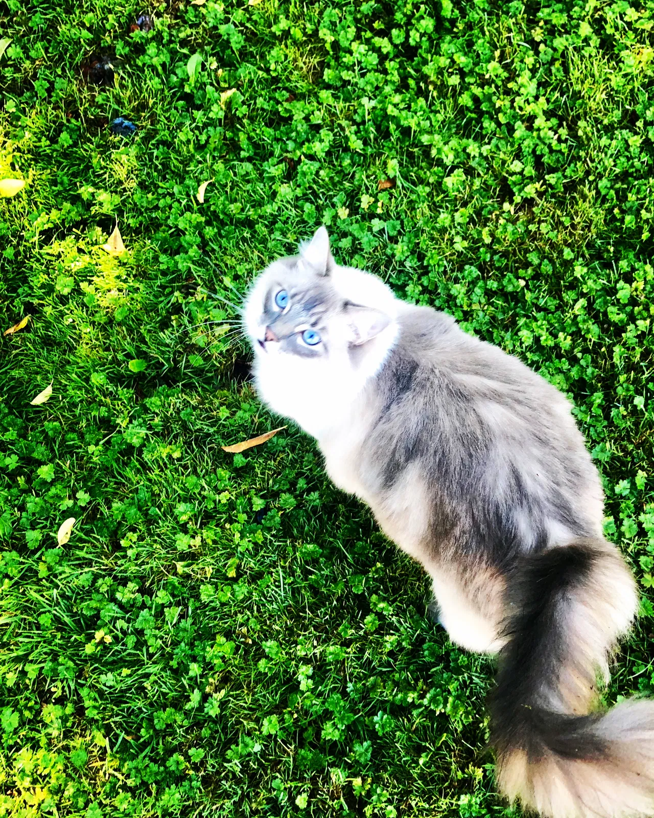 Lost cat in Sedro Woolley, WA, 98284